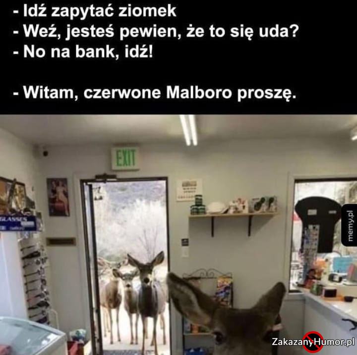 Może się uda ZakazanyHumor.pl