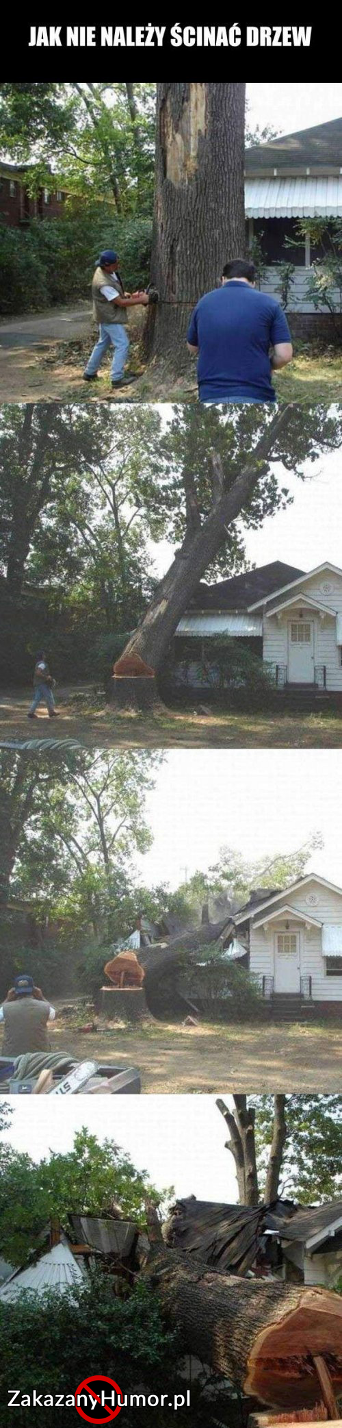 Jak nie należy ścinać drzew